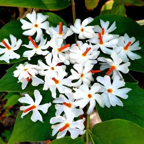 Harsringar Parijat Coral Jasmine Night Jasmine Night Fragrant Flower heirloom non-gmo garden seeds
