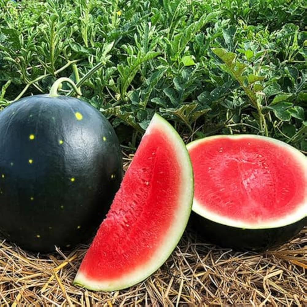Harvest Moon seedless watermelon seeds non GMO high germination