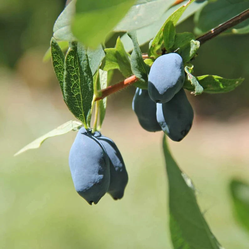 Haskap plant grown from Lonicera Caerulea seeds