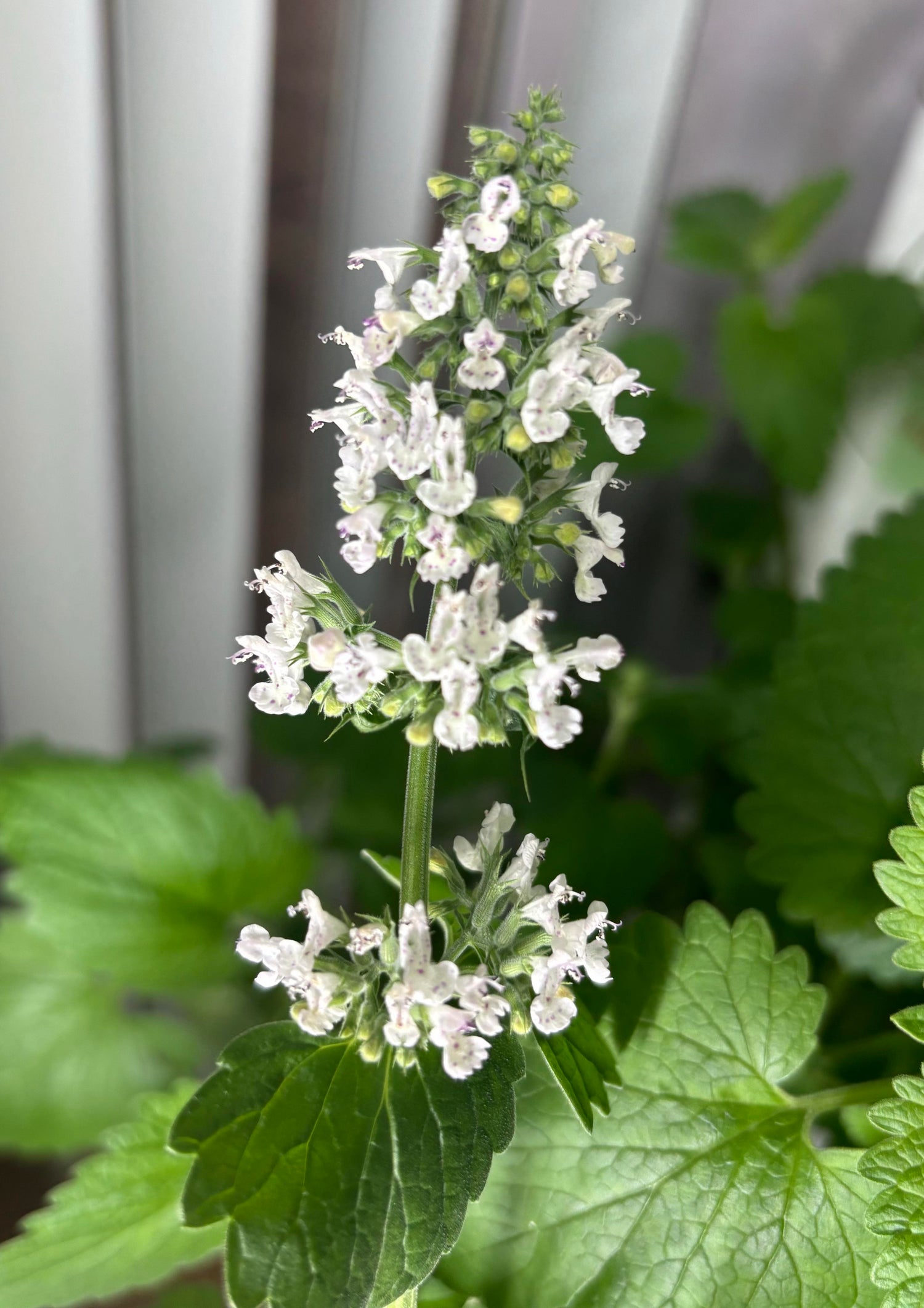 Green CatMint Seeds – Herb Garden Favorite-Heirloom & Non-GMO Seeds for planting – Fresh Herb for Your Garden