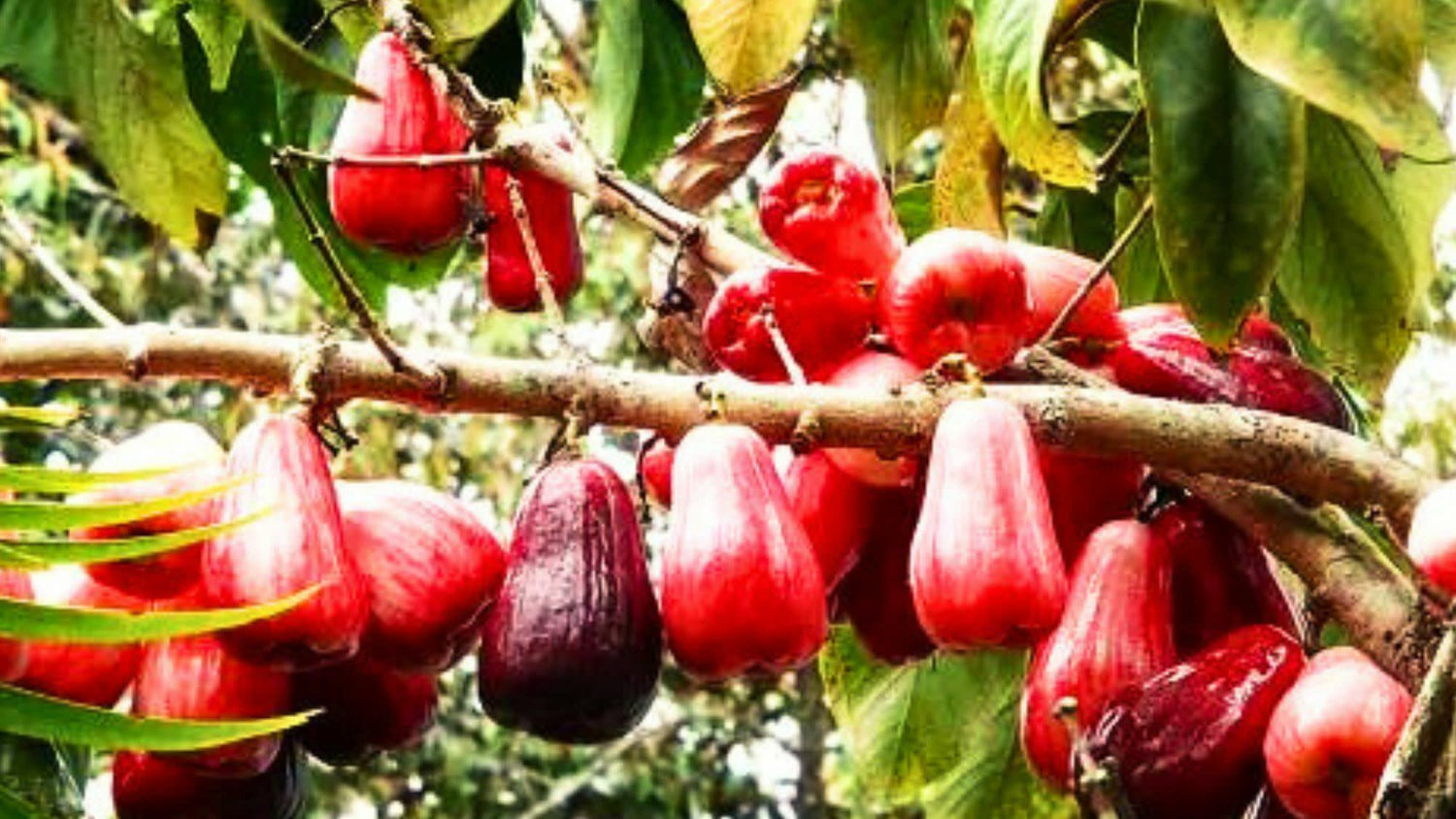 Hawaiian Mountain Apple (Syzygium malaccense)