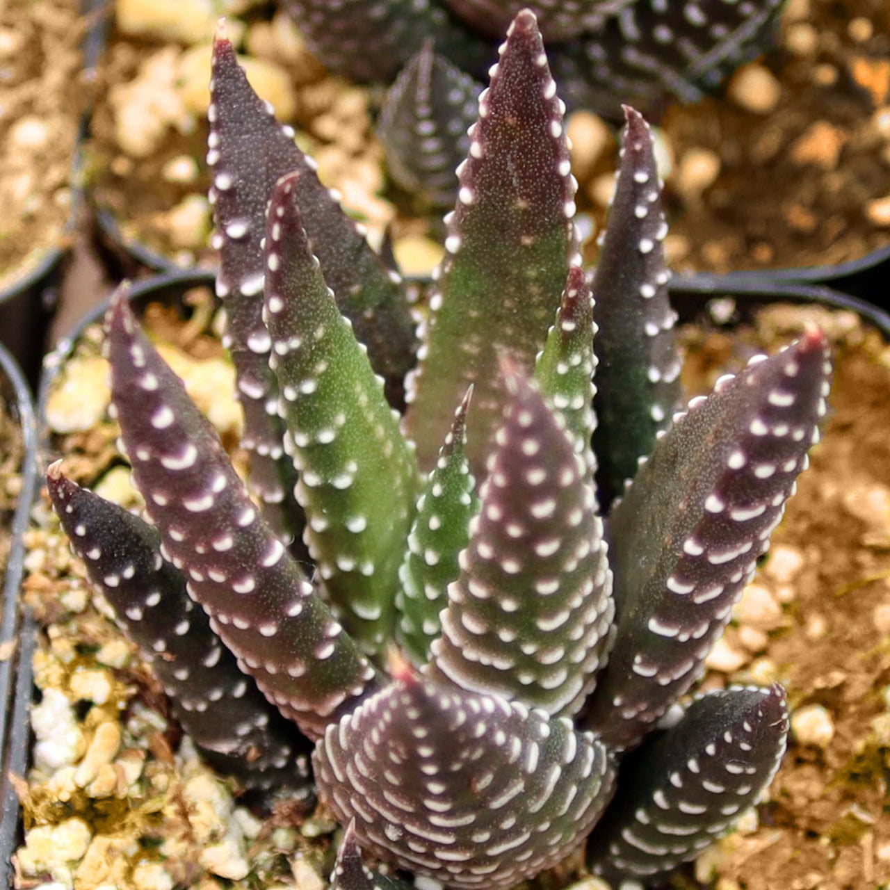Brown Haworthia Reinwardtii Seeds – Hardy Succulent-Heirloom & Non-GMO Seeds for planting – Fresh Herb for Your Garden