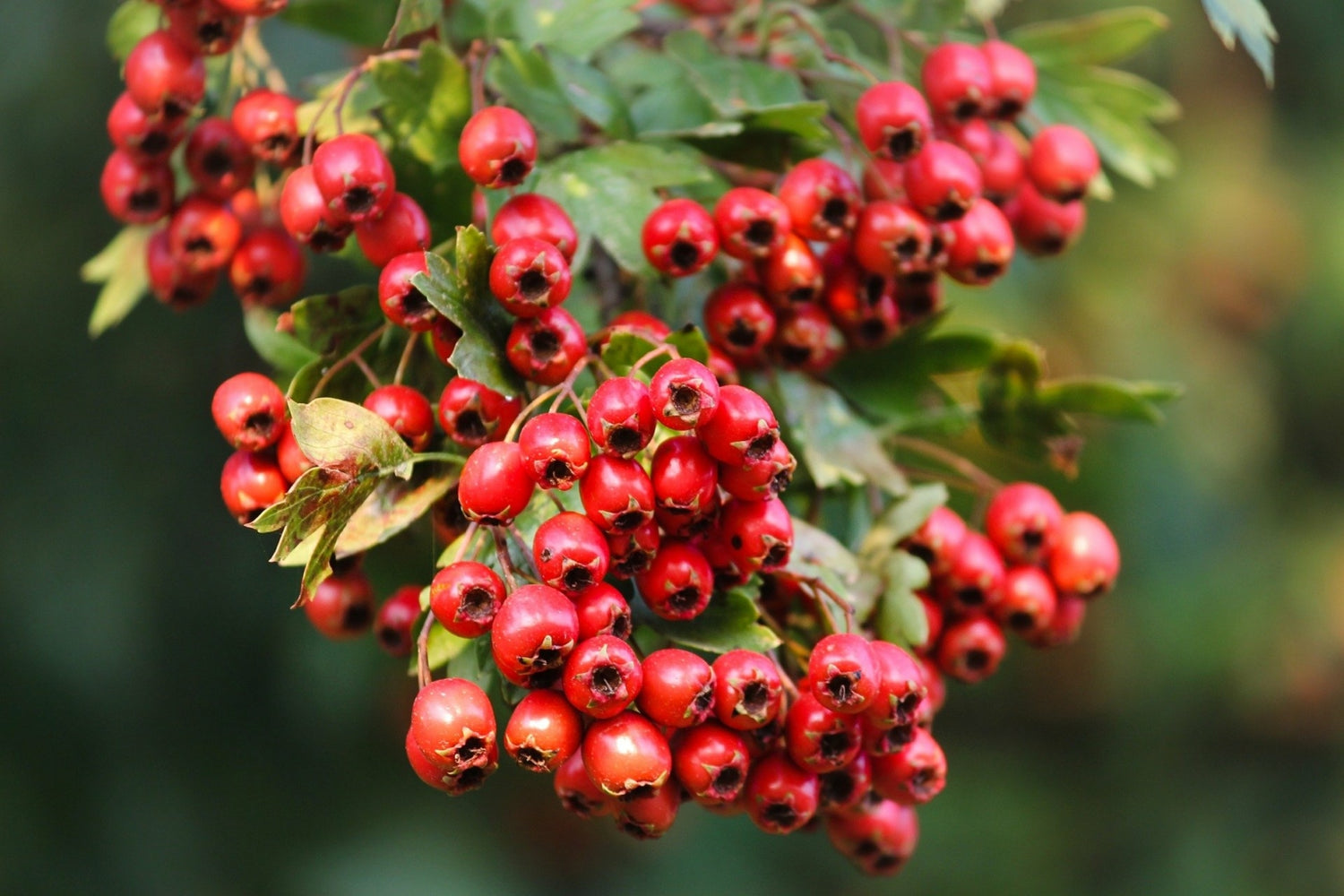 English Hawthorn Seeds