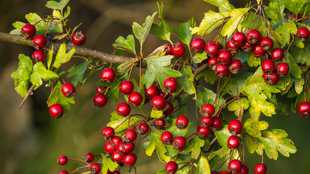 Hawthorn Berry (Crataegus monogyna)