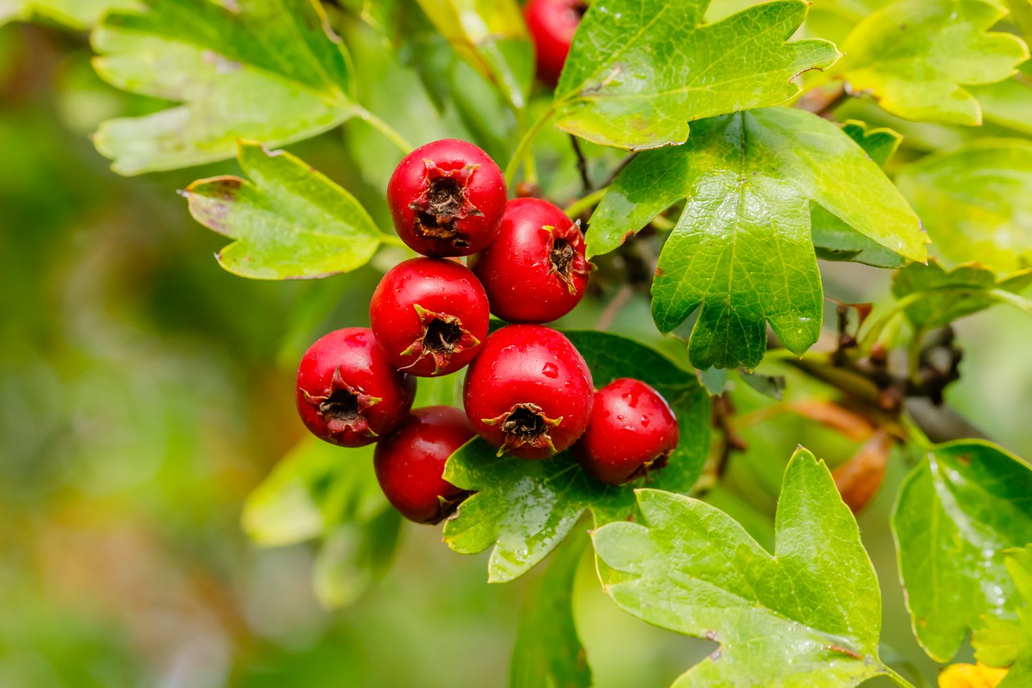 Hawthorn Berry (Crataegus monogyna)