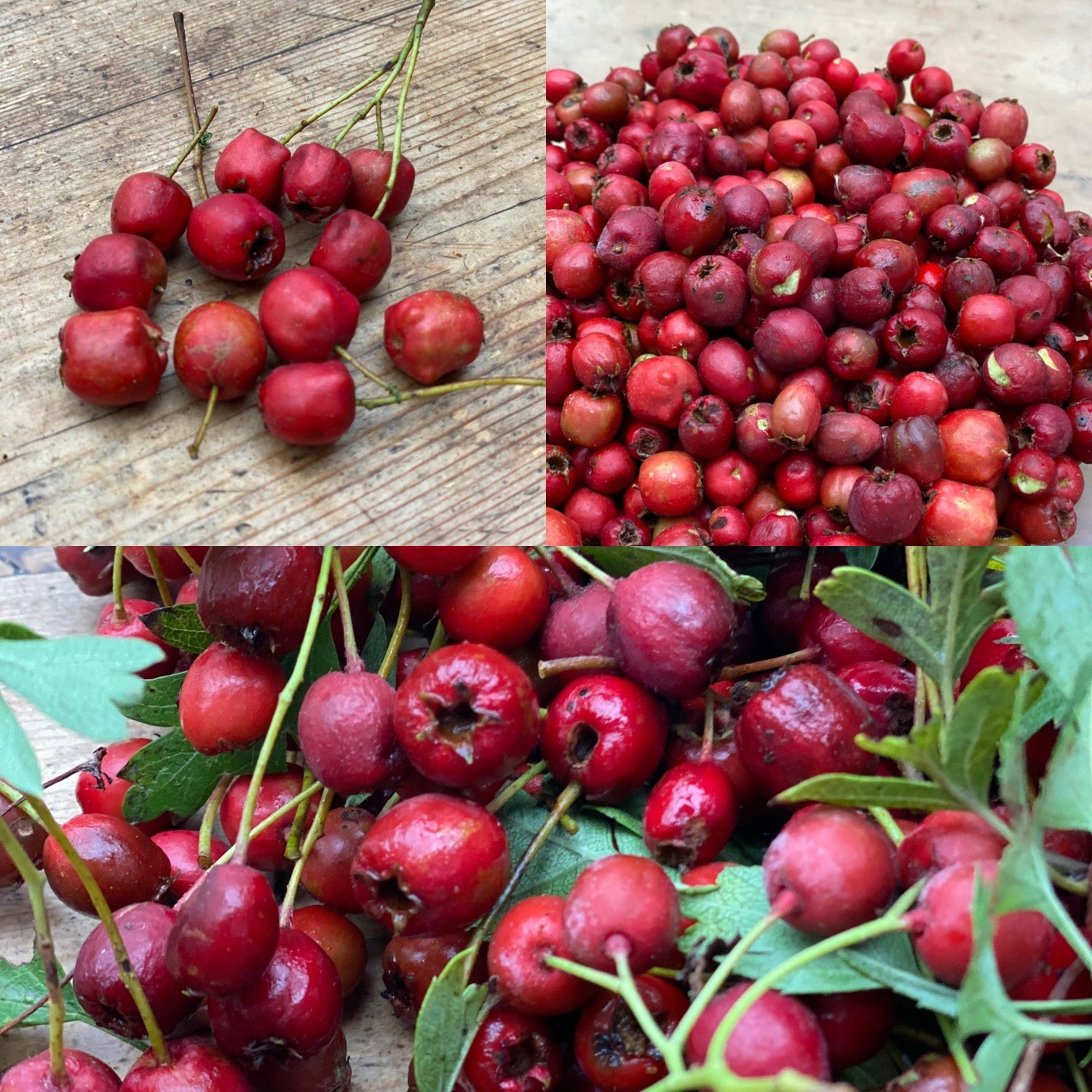 Hawthorn Berry (Crataegus monogyna)