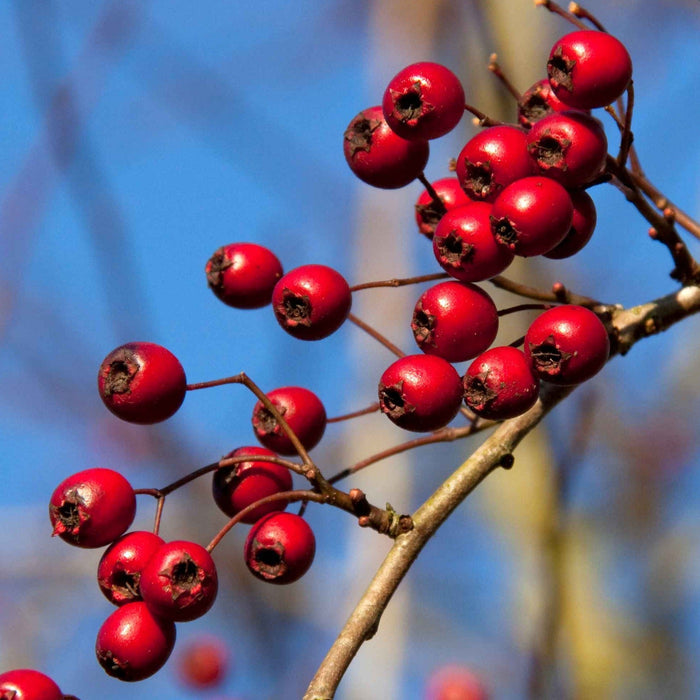 English Hawthorn Seeds