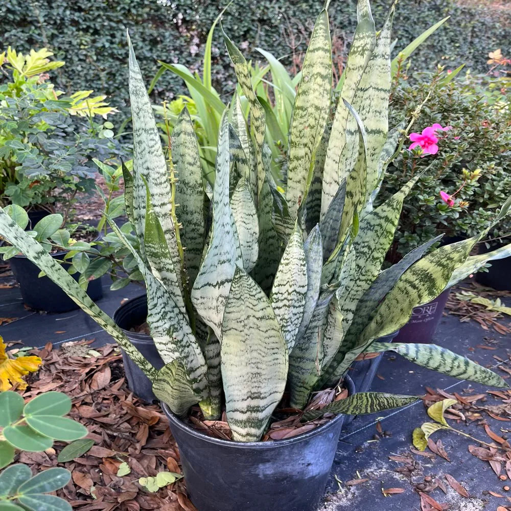 Organic Sansevieria Plant Seeds for Planting – Heirloom, Non-GMO