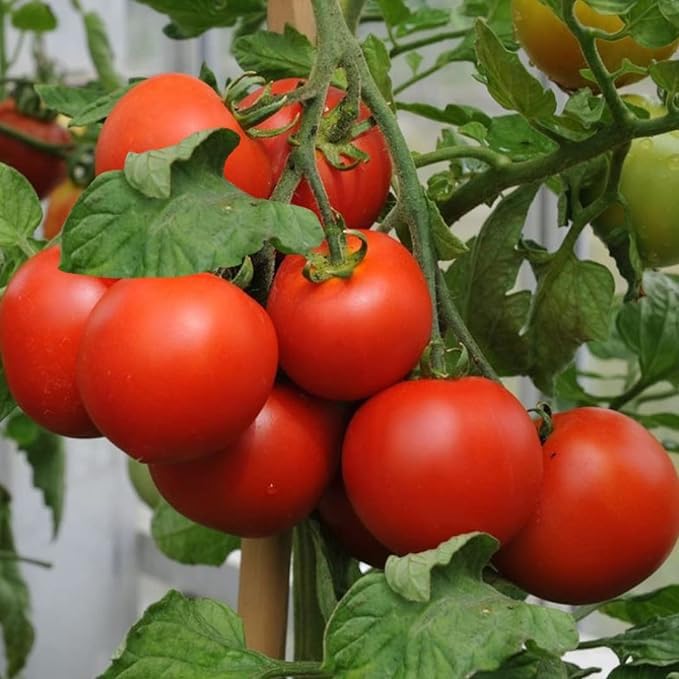Health Kick VFFA Hybrid Tomato Seeds – Disease - Resistant Tomato with Extra Lycopene - Dharaseeds