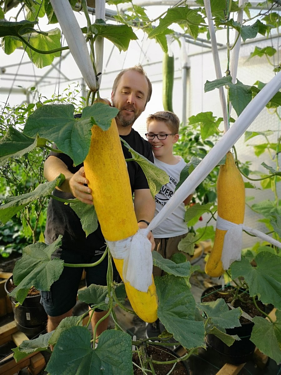 Super Large Cucumber Seeds for Huge Summer Harvest