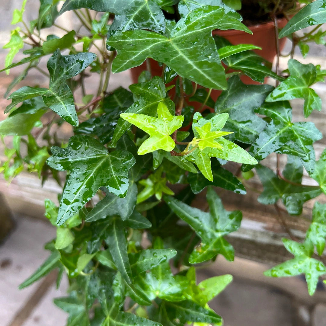 Ivy Plant Seeds for Lush, Verdant Greenery