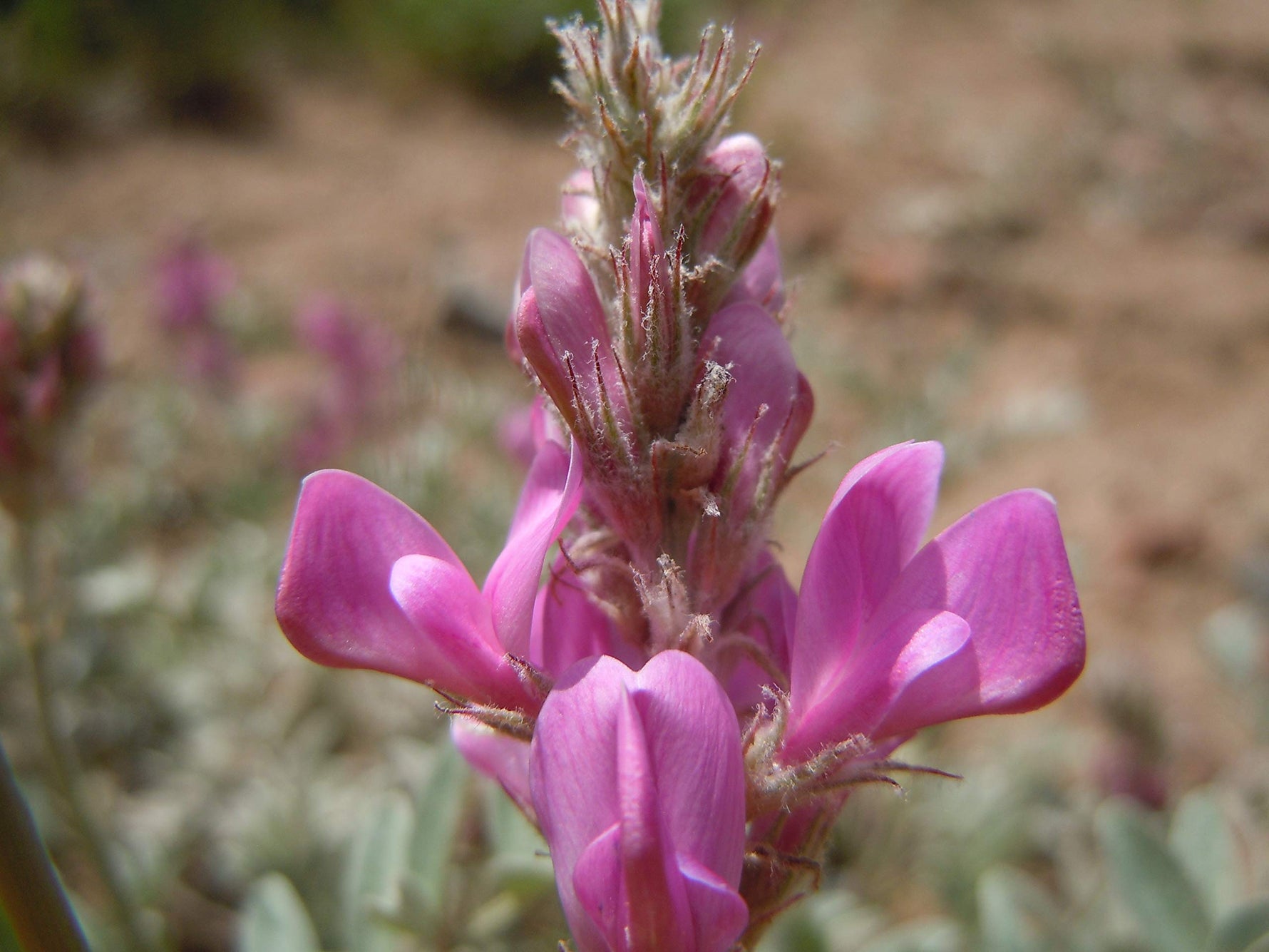 Hedysarum boreale seeds germination stage in soil