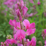 Hedysarum boreale seeds for native garden planting