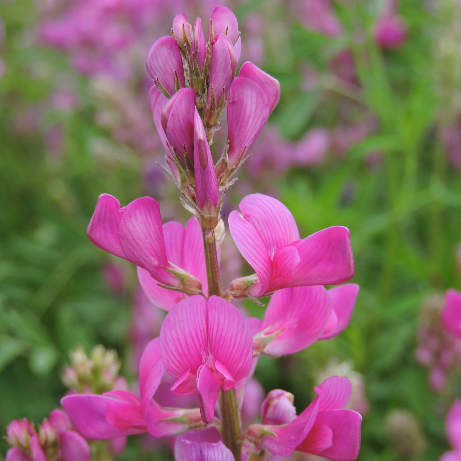 Hedysarum boreale seeds for native garden planting