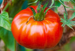 Heirloom Abe Lincoln tomato seeds high yield variety