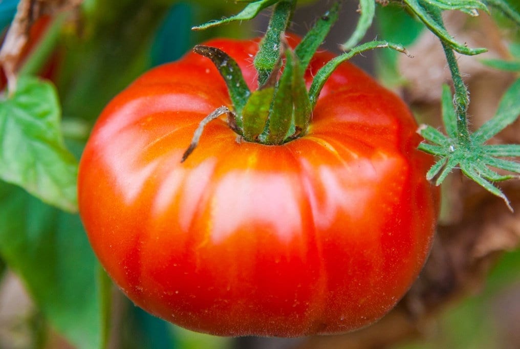 Heirloom Abe Lincoln tomato seeds high yield variety