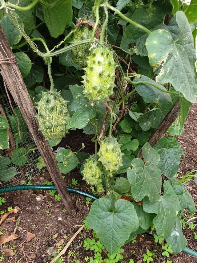 Heirloom African Horned Cucumber Seeds warm season variety