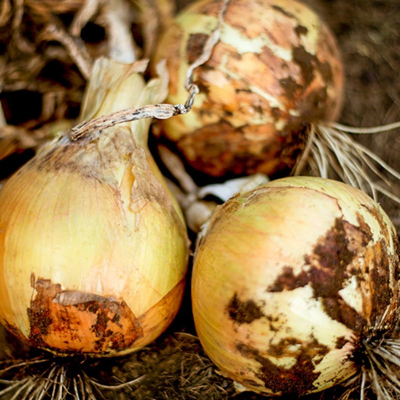 Heirloom Ailsa Craig onion seeds for home garden growing