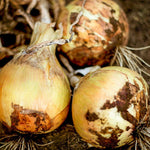 Heirloom Ailsa Craig onion seeds for home garden growing
