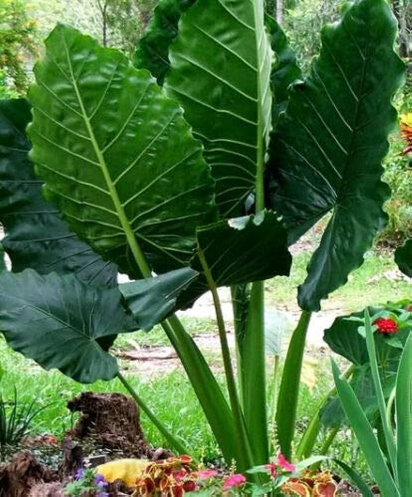 Heirloom non GMO Alocasia Macrorrhiza seeds for gardening