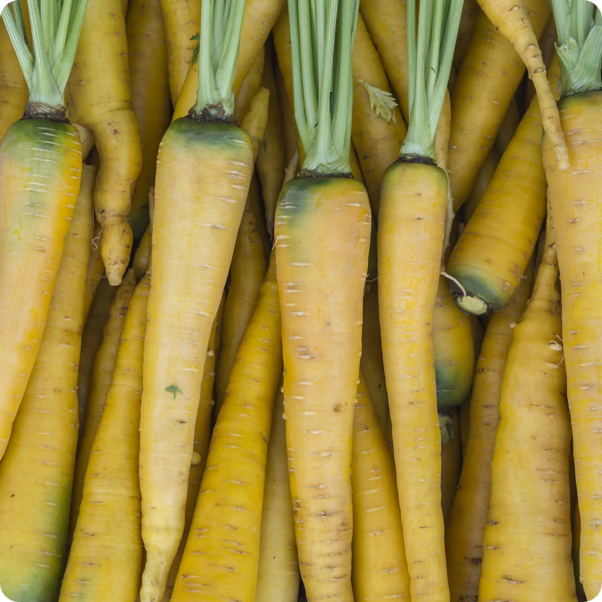 Heirloom Amarillo seeds non-GMO for home garden