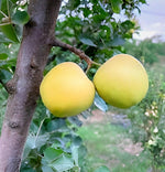 Heirloom apple seeds ideal for indoor pot growing