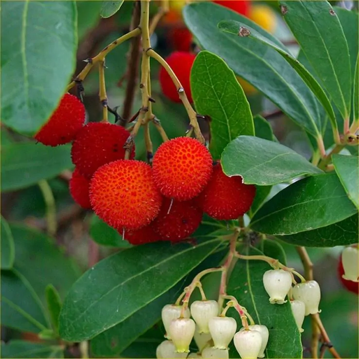 Heirloom Arbutus seeds for planting in home gardens
