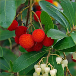 Heirloom Arbutus seeds for planting in home gardens