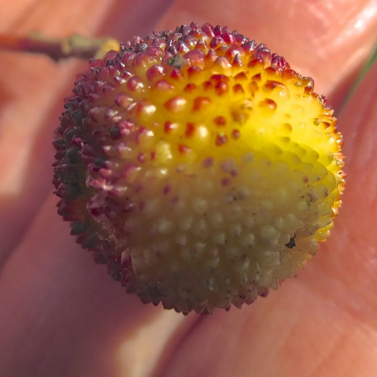 Heirloom Arbutus seeds for ornamental garden shrubs