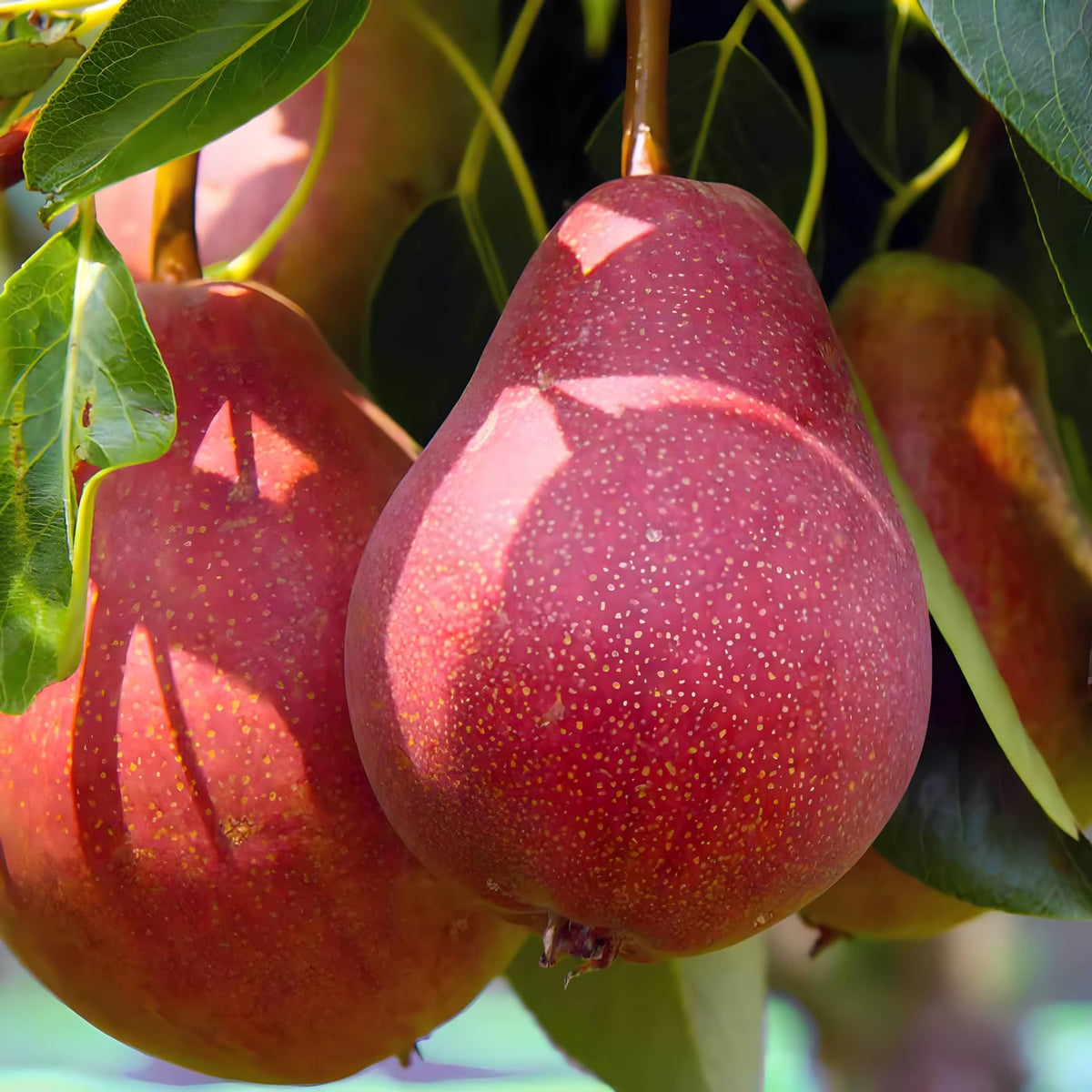 Heirloom Bartlett pear seeds for fruit tree cultivation