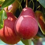 Heirloom Bartlett pear seeds for fruit tree cultivation