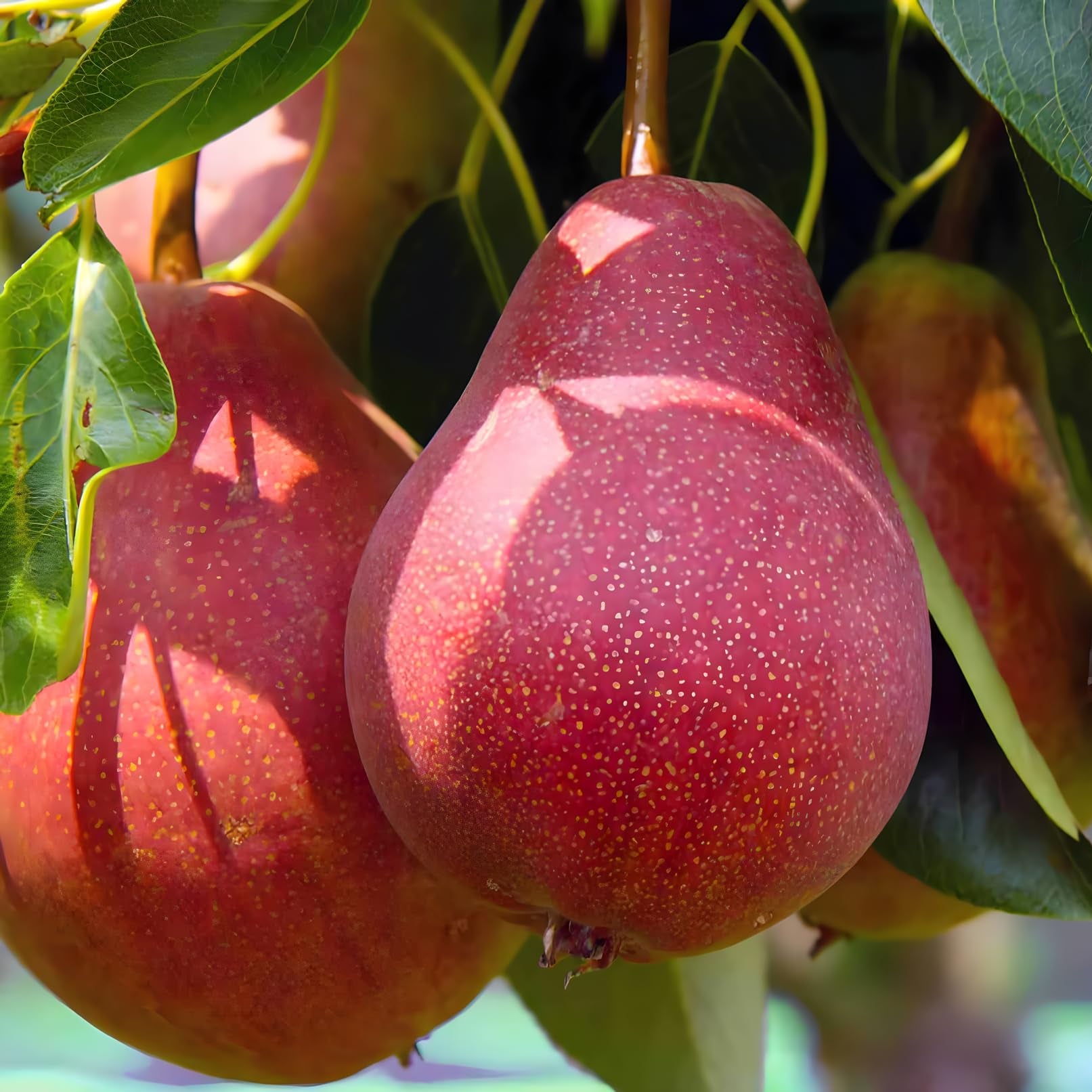 Heirloom Bartlett pear seeds for fruit tree cultivation