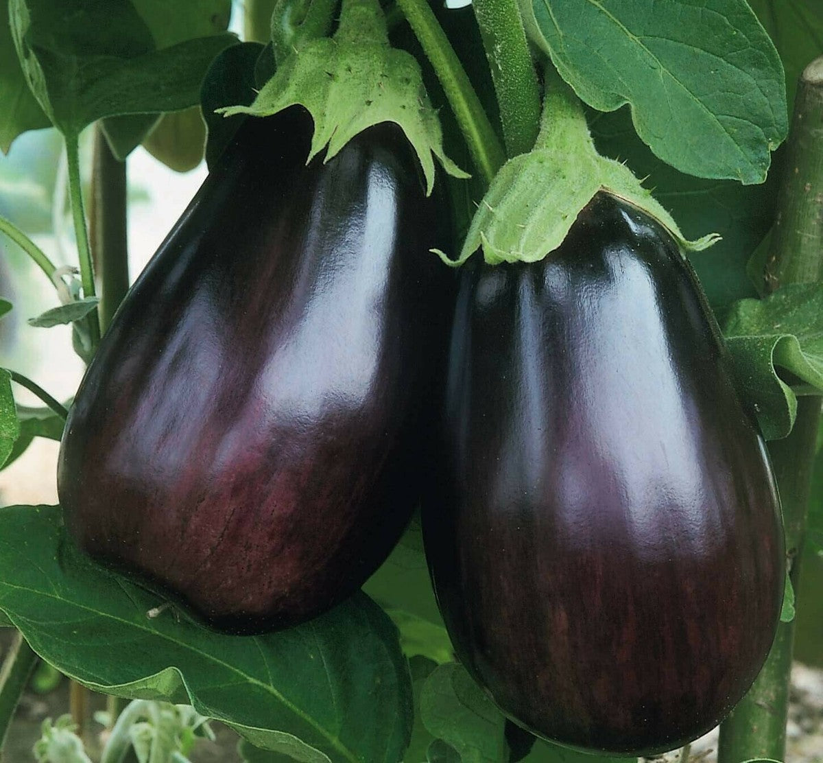 Heirloom Black Beauty eggplant seeds for planting outdoors