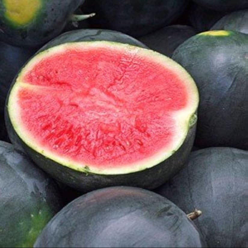 Heirloom Black Watermelon Seeds Citrullus Lanatus