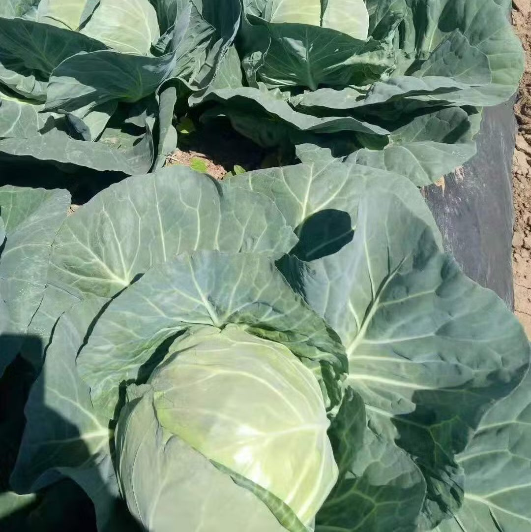 Heirloom cabbage seeds for high germination cool-season planting