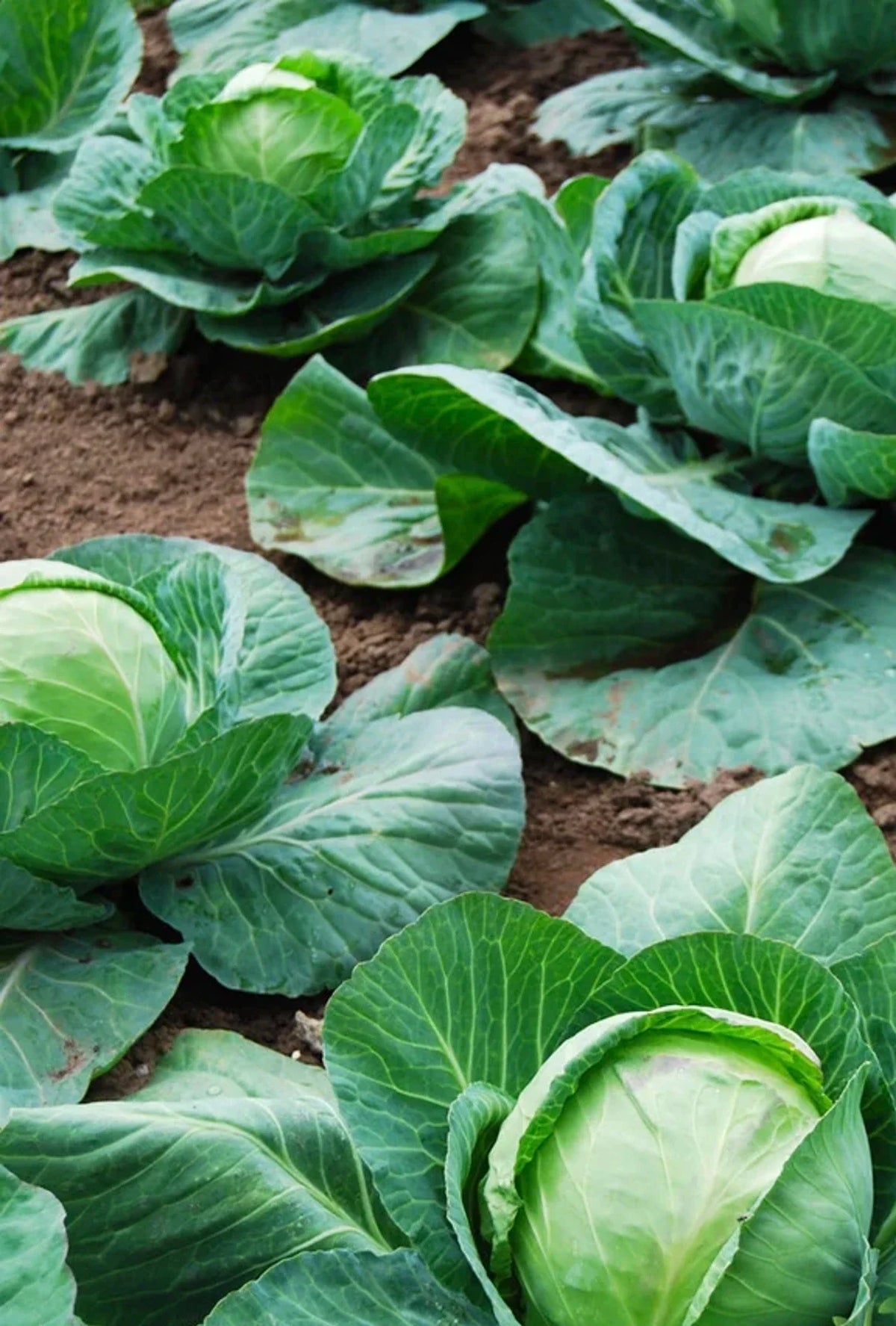 Heirloom cabbage seeds Megaton variety for planting in kitchen gardens