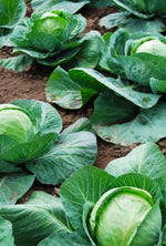 Heirloom cabbage seeds Megaton variety for planting in kitchen gardens
