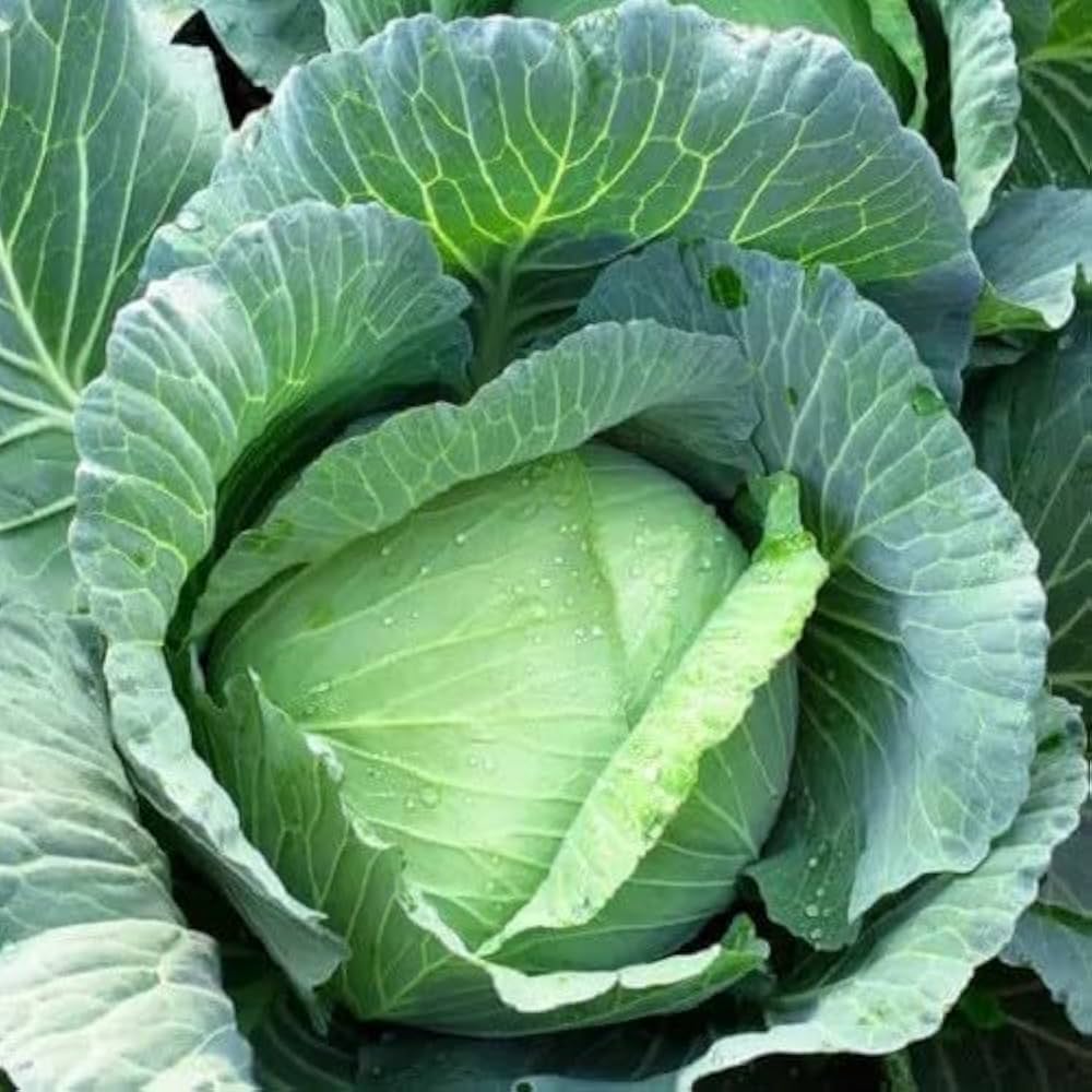 heirloom cabbage seeds Tropic Giant for gardeners