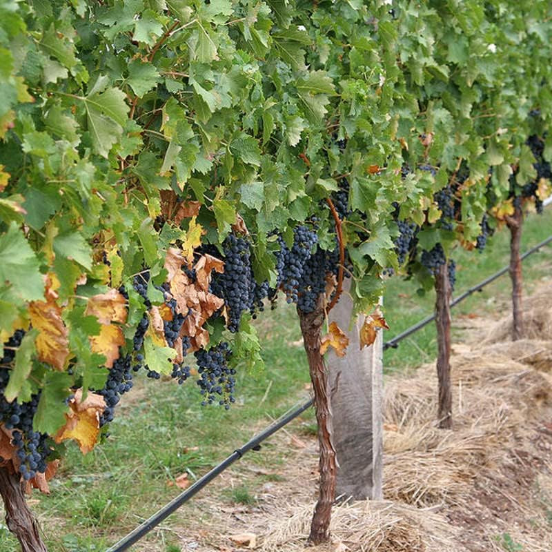 Heirloom Cabernet Sauvignon grape seeds for planting