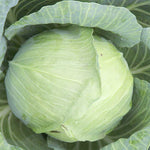 Heirloom Cairo cabbage seeds for raised bed gardening