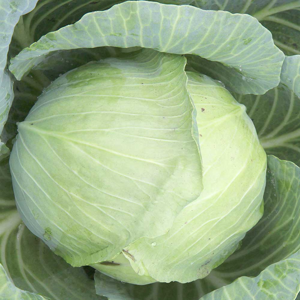 Heirloom Cairo cabbage seeds for raised bed gardening