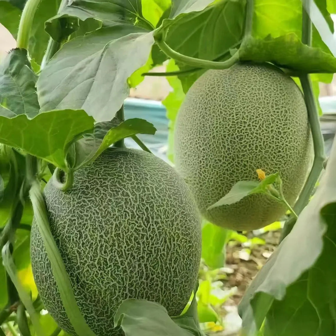 heirloom cantaloupe melon seeds non gmo open pollinated