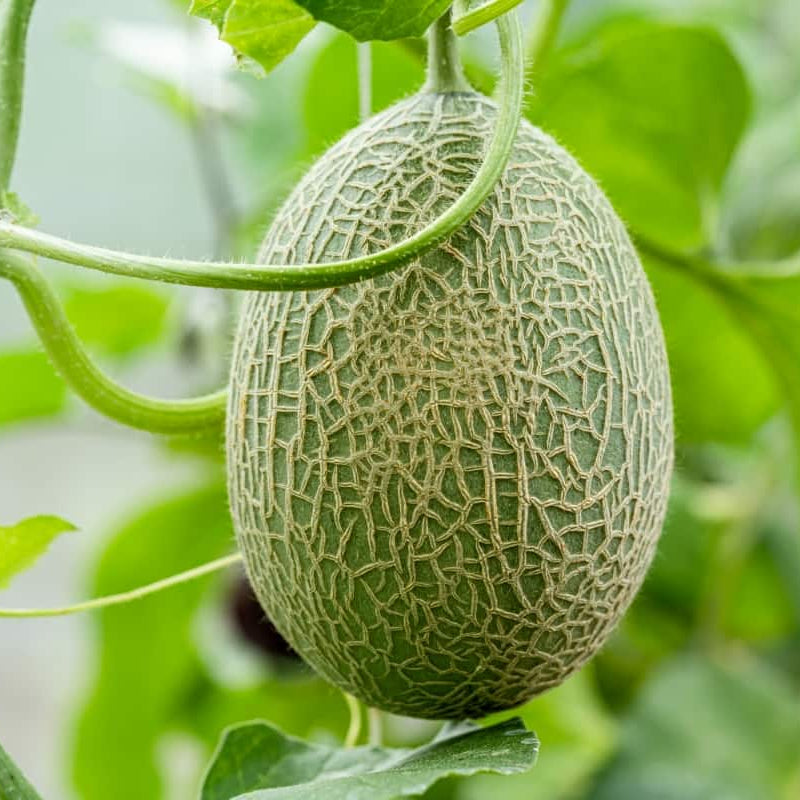 Heirloom cantaloupe seeds non GMO high germination quality