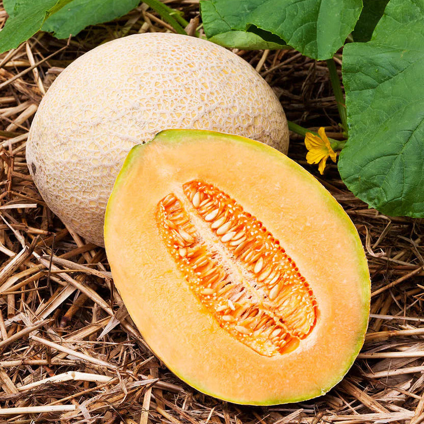 Heirloom Non GMO Cantaloupe Seeds for Gardening