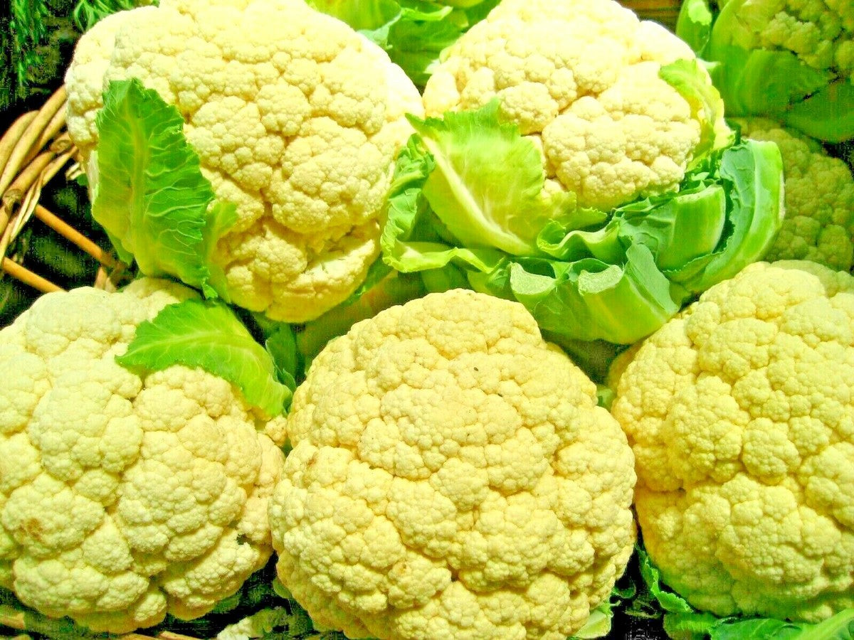 Heirloom cauliflower seeds high germination for organic gardening