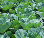 Heirloom collard greens seeds with large leaf growth