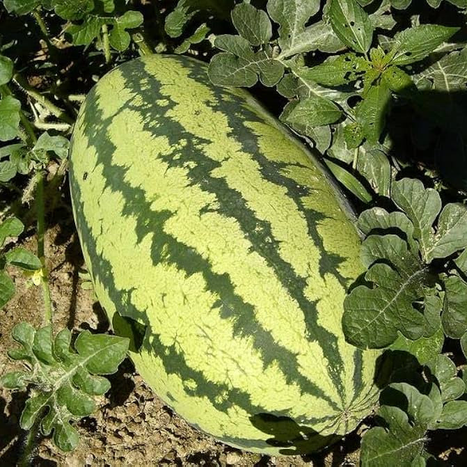 Heirloom Congo watermelon seeds for backyard gardeners