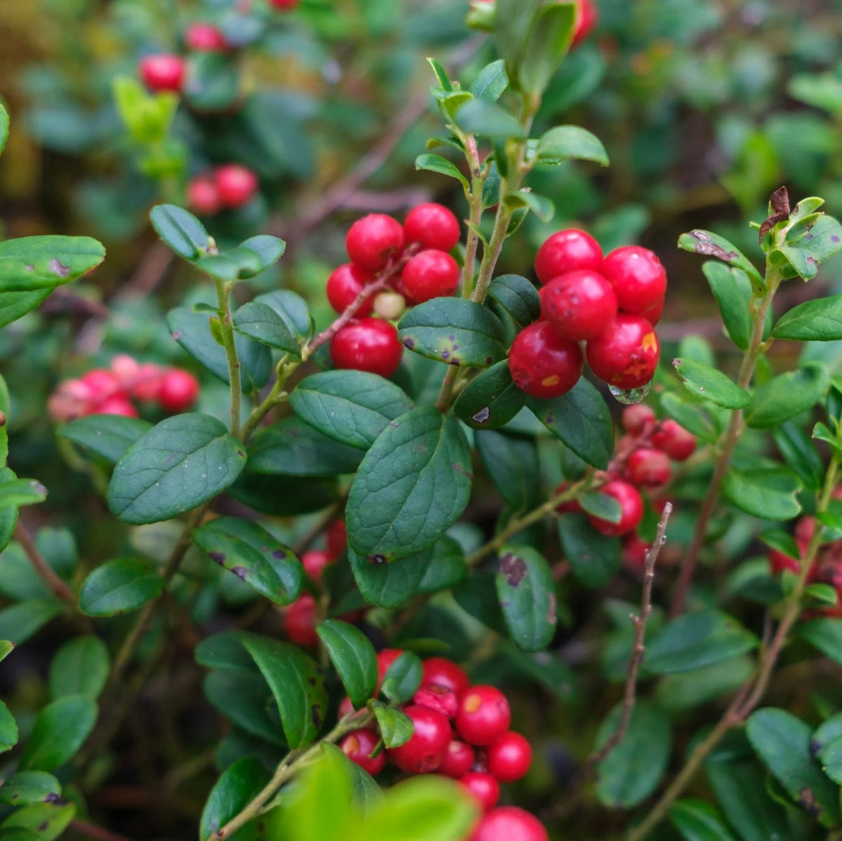 Heirloom non GMO cranberry seeds for planting