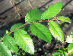 Heirloom elm seeds for landscape and shade areas