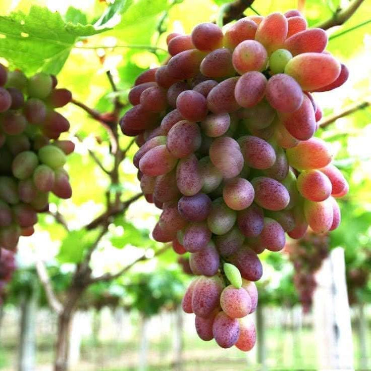 Heirloom grape fruit seeds brown green variety for gardeners